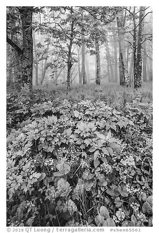 Wildflowers and foggy forest. Shenandoah National Park (black and white)