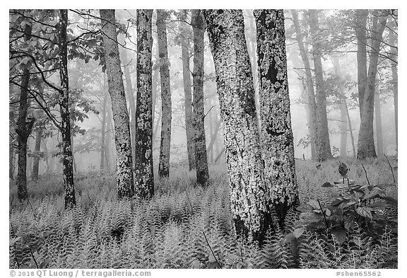 Lichen-covered tree trunks in foggy forest. Shenandoah National Park (black and white)