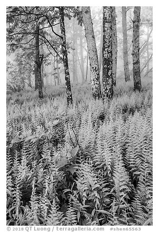 Ferns in forest with fog. Shenandoah National Park (black and white)