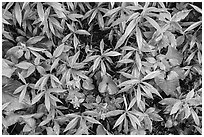 Close-up of forest undergrowth. Shenandoah National Park ( black and white)