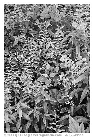 Close-up of wildflowers and ferns. Shenandoah National Park (black and white)