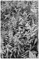 Close-up of wildflowers and ferns. Shenandoah National Park ( black and white)