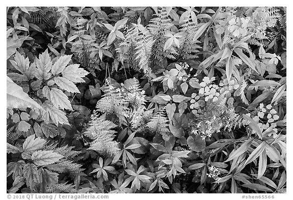 Close-up of undergrowth with wildflowers and ferns. Shenandoah National Park (black and white)