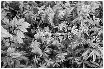 Close-up of undergrowth with wildflowers and ferns. Shenandoah National Park ( black and white)