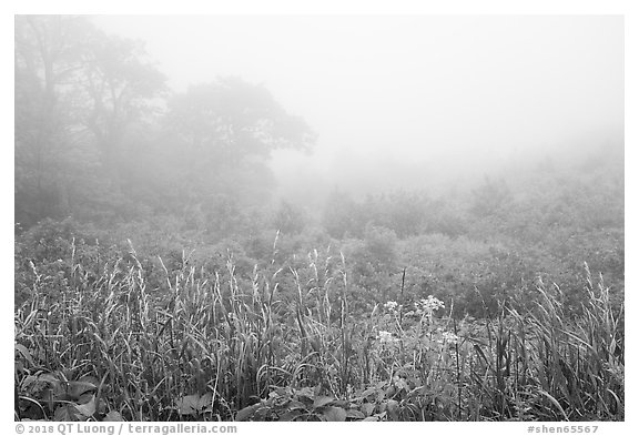 Meadow with wildflowers in fog, Little Hogback Overlook. Shenandoah National Park (black and white)