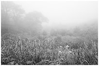 Meadow with wildflowers in fog, Little Hogback Overlook. Shenandoah National Park ( black and white)