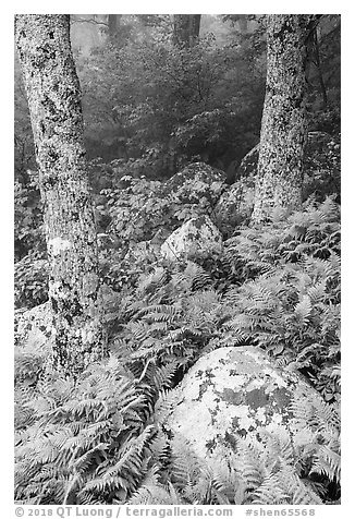 Boulders, ferns, and trees in fog. Shenandoah National Park (black and white)