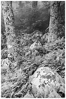 Boulders, ferns, and trees in fog. Shenandoah National Park ( black and white)