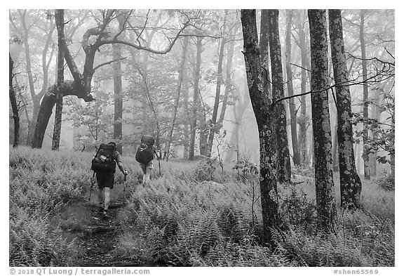 Appalachian Trail backpackers in foggy forest. Shenandoah National Park (black and white)