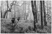 Appalachian Trail backpackers in foggy forest. Shenandoah National Park ( black and white)