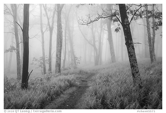 Appalachian Trail in lush forest with fog. Shenandoah National Park (black and white)