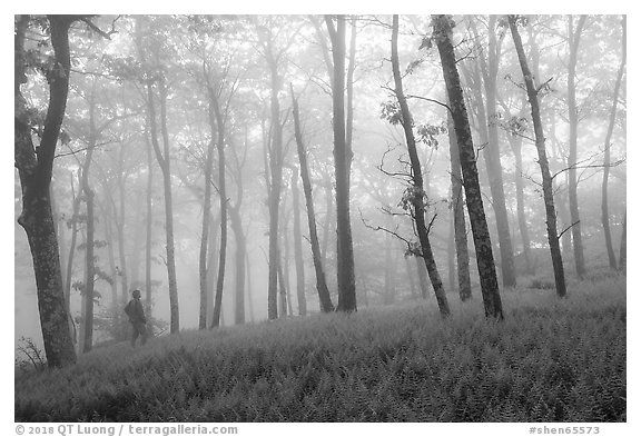 Visitor looking, misty forest. Shenandoah National Park (black and white)
