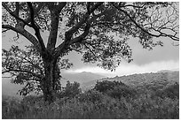 Tree and approaching storm in the spring. Shenandoah National Park ( black and white)