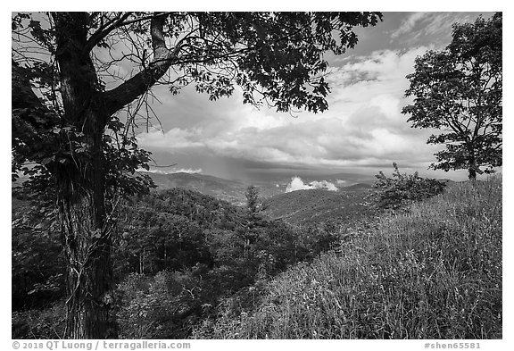 Trees framing clearing storm, Duck Hollow Overlook. Shenandoah National Park (black and white)