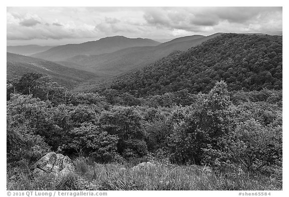 Jewell Hollow Overlook in spring. Shenandoah National Park (black and white)