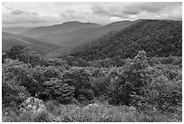 Jewell Hollow Overlook in spring. Shenandoah National Park ( black and white)