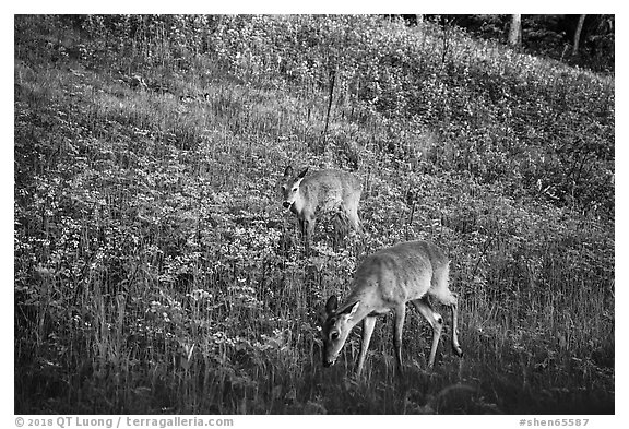 Deer near Big Meadows. Shenandoah National Park (black and white)