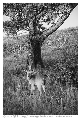 Deer and tree near Big Meadows. Shenandoah National Park (black and white)