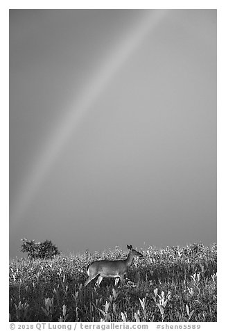 Rainbow and deer, Big Meadows. Shenandoah National Park (black and white)