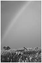 Rainbow and deer, Big Meadows. Shenandoah National Park ( black and white)
