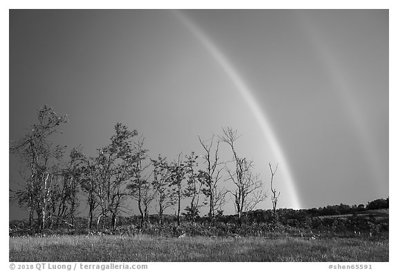 Double rainbow and trees, Big Meadows. Shenandoah National Park (black and white)