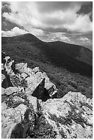 Wildflowers on Crescent Rock and Hawksbill Mountain. Shenandoah National Park ( black and white)