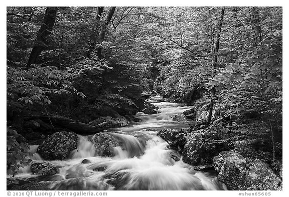 Robinson River in the spring. Shenandoah National Park (black and white)