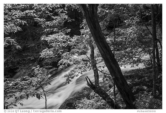 Robinson River cascades. Shenandoah National Park (black and white)