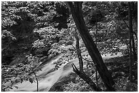 Robinson River cascades. Shenandoah National Park ( black and white)