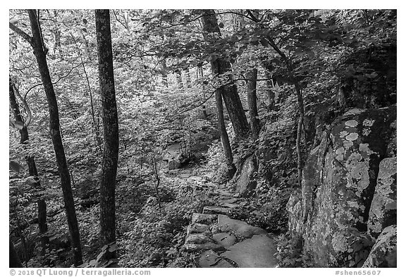 Whiteoak Canyon Trail. Shenandoah National Park (black and white)