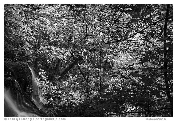 Waterfalls left and right in Whiteoak Canyon. Shenandoah National Park (black and white)