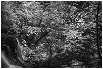 Waterfalls left and right in Whiteoak Canyon. Shenandoah National Park ( black and white)