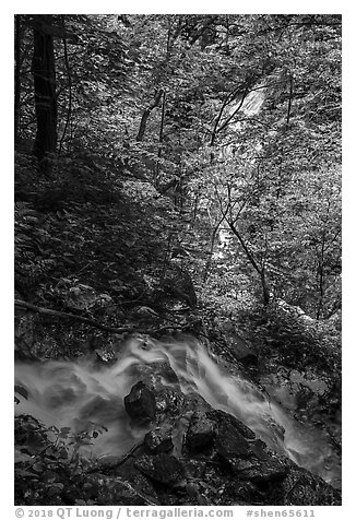 Converging Waterfalls in Whiteoak Canyon. Shenandoah National Park (black and white)