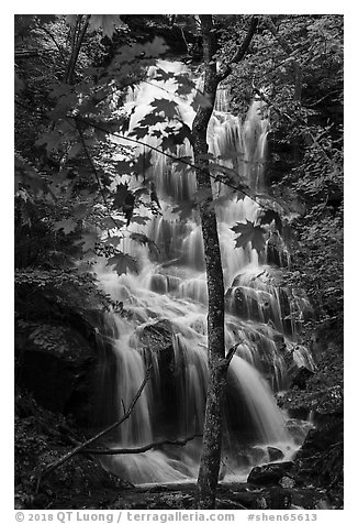 Trees and waterfall, Whiteoak Canyon. Shenandoah National Park (black and white)