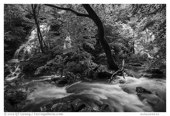 Multiple waterfalls and Robinson River, Whiteoak Canyon. Shenandoah National Park (black and white)