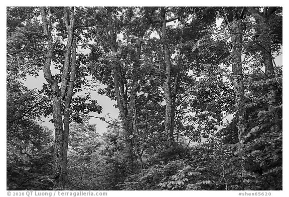 Forest at sunset, Whiteoak Canyon. Shenandoah National Park (black and white)