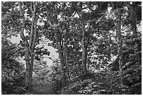 Forest at sunset, Whiteoak Canyon. Shenandoah National Park ( black and white)