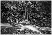 Cascades of the Robinson River at dusk. Shenandoah National Park ( black and white)