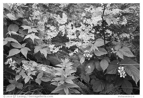 Flowers and lichen-covered rock. Shenandoah National Park (black and white)
