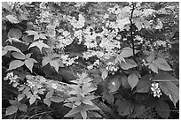 Flowers and lichen-covered rock. Shenandoah National Park ( black and white)