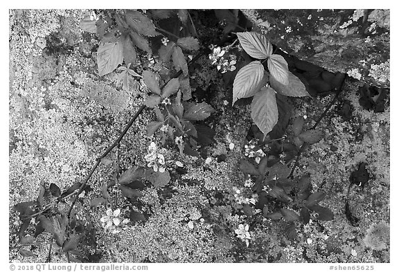 Close-up of flowers and lichen-covered rock. Shenandoah National Park (black and white)
