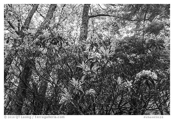 Mountain Laurel in bloom, Lewis Mountain Campground. Shenandoah National Park (black and white)