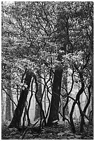 Mountain Laurel and twisted trunks in fog. Shenandoah National Park ( black and white)
