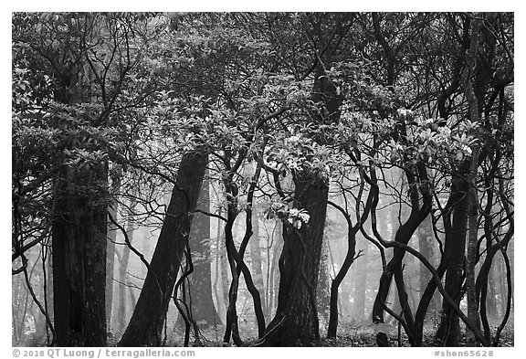 Mountain Laurel, forest and fog, Lewis Mountain Campground. Shenandoah National Park (black and white)