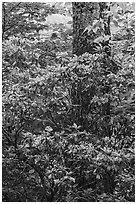 Mountain Laurel and trunk. Shenandoah National Park ( black and white)