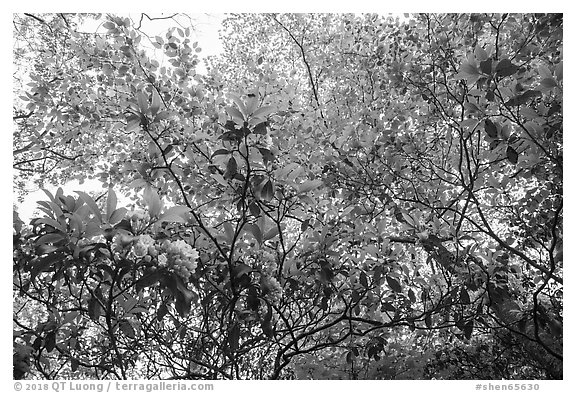 Looking up Mountain Laurel. Shenandoah National Park (black and white)