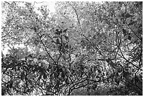 Looking up Mountain Laurel. Shenandoah National Park ( black and white)