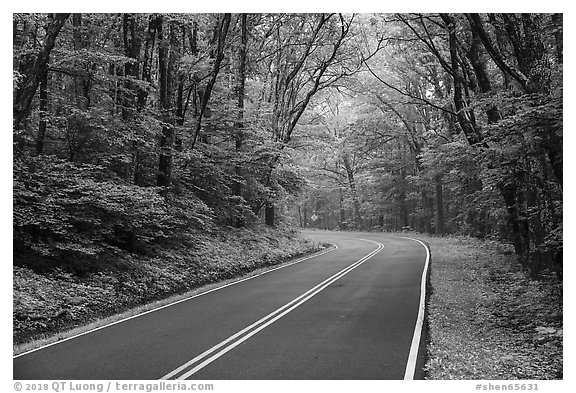 Skyline drive in springtime. Shenandoah National Park (black and white)