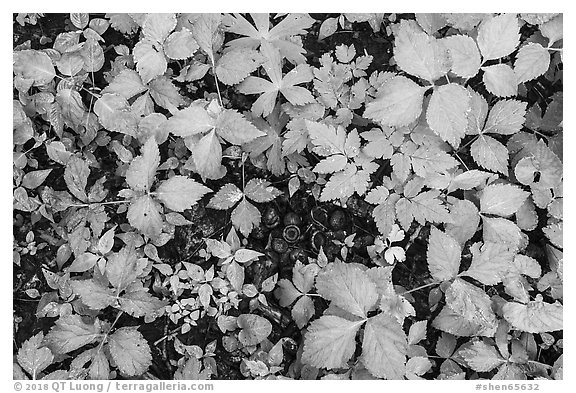 Close up of undergrowth leaves in spring. Shenandoah National Park (black and white)