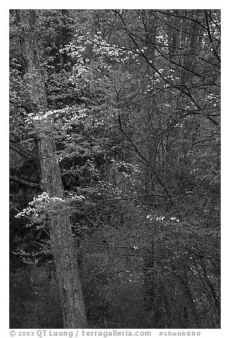 Redbud and Dogwood in bloom near the North Entrance, evening. Shenandoah National Park, Virginia, USA.